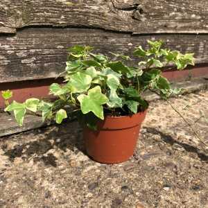 Ivy (Hedera) Variegated Trailing Ivy