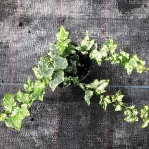 Ivy (Hedera) Variegated Trailing Ivy