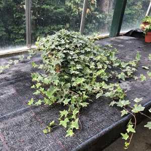 Ivy (Hedera) Variegated Trailing Ivy