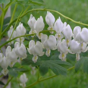 Dicentra Spectabilis Alba (Bleeding Heart)