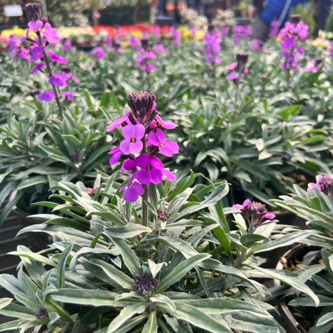 Erysimum Bowles Mauve (Wallflower)