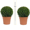 Buxus Sempervirens Ball/Topiary Ball) Set of 2 30cm 10Ltr Pot