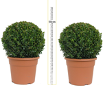 Buxus Sempervirens Ball/Topiary Ball) Set of 2 30-35cm 10Ltr Pot