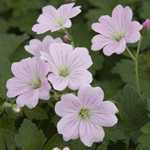 Geranium Dreamland