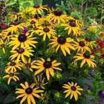 Rudbeckia Little Gold Star