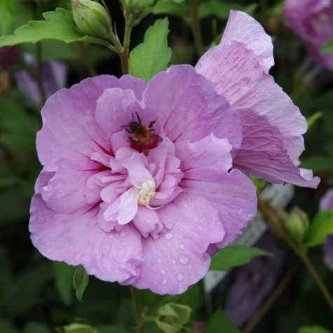Hibiscus Syriacus Lavender Chiffon