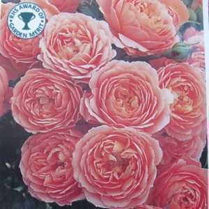 Sweet Dream 1/2 Standard Rose