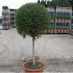 Ligustrum delavayanum Topiary 1/2 Standard Privet 60-80cm Head