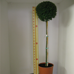Ligustrum delavayanum Topiary (privet) 1/2 standard  10 Litre Pot