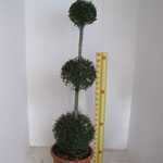 Ligustrum delavayanum (privet) 3 Ball Topiary Height 130cm 25Litre Pot