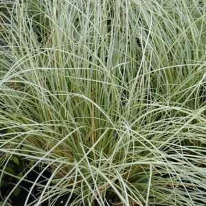 Carex Comans Frosted Curls (Sedge)