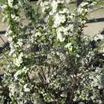 Spiraea Arguta (Bridal Wreath)