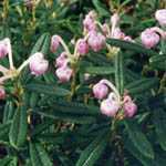 Andromeda Polifolia Compacta (Pink Bog Rosemary)