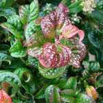 Leucothoe Axillaris Curly Red (Dog Hoggle)