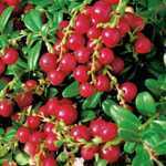 Vaccinium Miss Cherry Meliro (Cowberry)