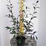 Cotoneaster Frigidus Cornubia 3Ltr