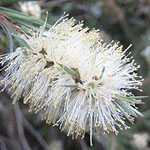 Callistemon Salignus (White/Willow Bottlebrush)