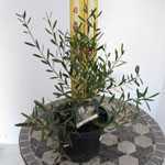 Callistemon Salignus (White/Willow Bottlebrush)