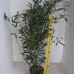 Bambusa Phyllostachys Bissetii 180cm + (Green Variety) Pack of 5