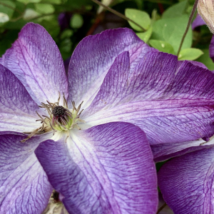 Clematis 'Venosa Violacea'