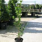 Ligustrum ovalifolium Common Green Privet 60-70cm Hedging Plant 3Ltr Pot - Pack of 10