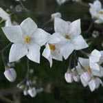 Solanum Jasminoides 