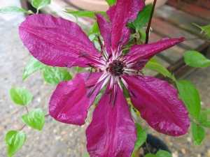 Clematis 'Honora' (Climber)