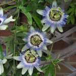 Passiflora Passion Flower Caerulea Trellis Climber 20 litre Pot