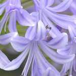 Agapanthus Lavender Haze