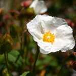 Cistus Corbariensis (Rock Rose)