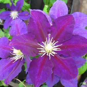 Clematis 'The Vagabond'