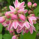 Deutzia Tourbillon Rouge