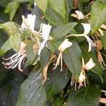 Lonicera (Honeysuckle) Delavayii