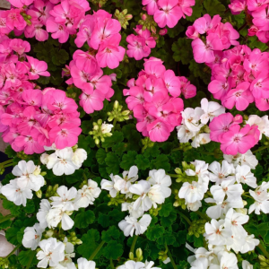 Geranium Potted Mixed Colours (Summer Bedding) 10.5cm Pot 15 Per Box