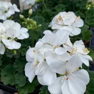 Geranium Potted White (Summer Bedding) 10.5cm Pot