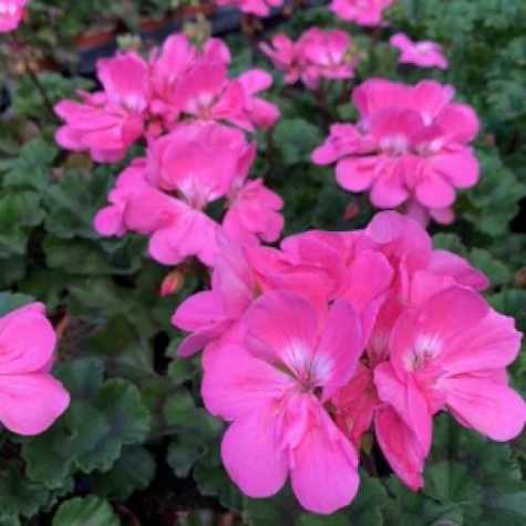 Geranium Potted Bright Pink (Summer Bedding) 10.5cm Pot