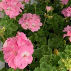 Geranium Potted Light Pink (Summer Bedding) 10.5cm Pot