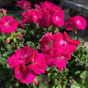 Geranium Potted Cerise Pink (Summer Bedding) 10.5cm Pot