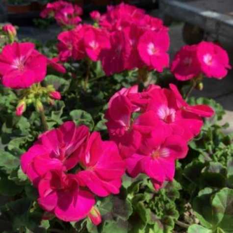 Geranium Potted Cerise Pink (Summer Bedding) 10.5cm Pot