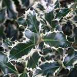 Ilex Aquifolium 