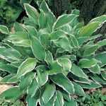 Hosta Undulata Albomarginata (Wavy Plantain Lily) 2Ltr