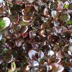 Coprosma Karo Red 13cm