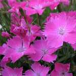 Dianthus Kahori 2Ltr