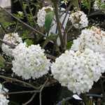 Viburnum Eskimo