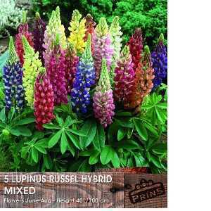 Lupin (Lupinus) Russell Hybrids Mixed Colours