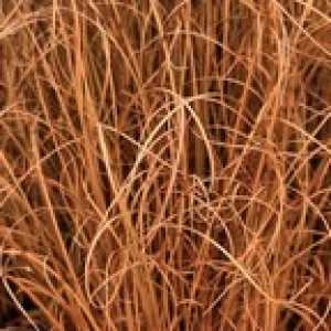 Carex Comans Bronze Form (Sedge)