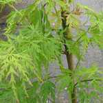 Acer Palmatum 