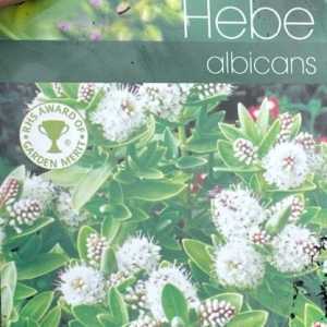 Hebe Albicans