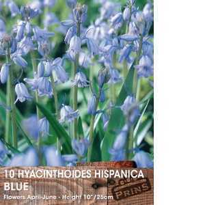 Hyacinthoides Hispanica Bulbs (Spanish Bluebells) 10 Per Pack