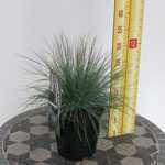 Festuca Glauca Elijah Blue Ornamental Grass